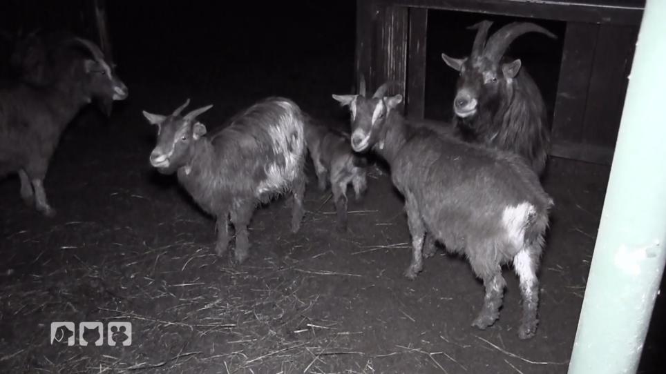 Die Tierschutzdetektivin ist völlig schockiert Die Tierschutzdetektivin ist völlig schockiert
