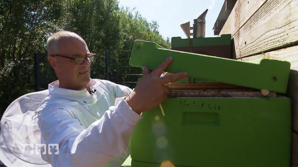 Der Verusch, die Bienenkönigin zu fangen Der Verusch, die Bienenkönigin zu fangen