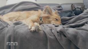 Hunde brauchen einen geeigneten Schlafplatz Hunde brauchen einen geeigneten Schlafplatz