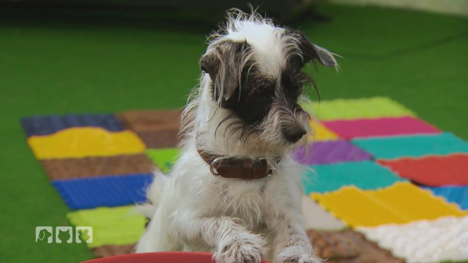 Wie man Hunden das Aufräumen beibringt Wie man Hunden das Aufräumen beibringt