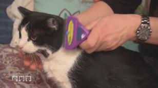 Diabetiker-Kater Albert braucht ein neues Zuhause Diabetiker-Kater Albert braucht ein neues Zuhause