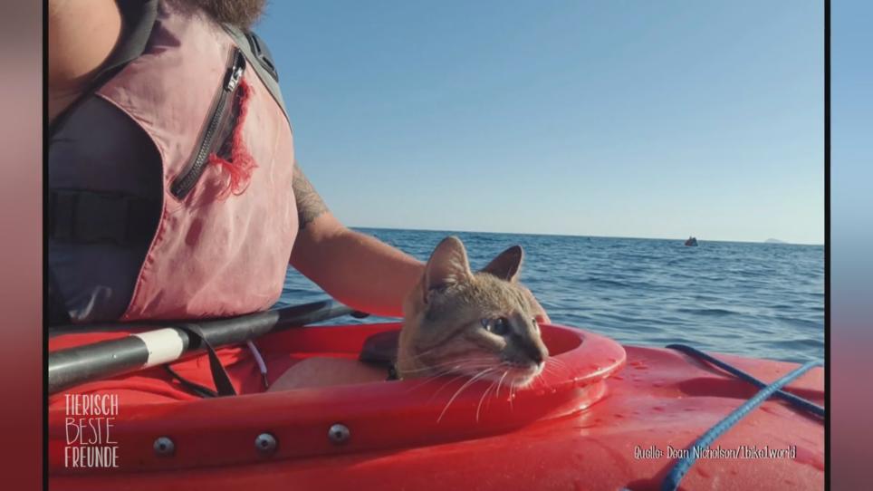 Nala folgt Dean sogar bis aufs Meer Nala folgt Dean sogar bis aufs Meer