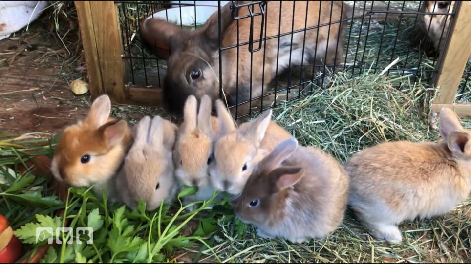 Welche Veränderungen brauchen Kaninchen? Welche Veränderungen brauchen Kaninchen?