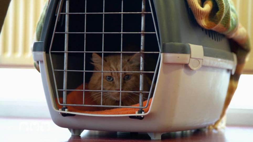 Kann man den Katzen den Arzttermin angenehmer gestalten? Kann man den Katzen den Arzttermin angenehmer gestalten?
