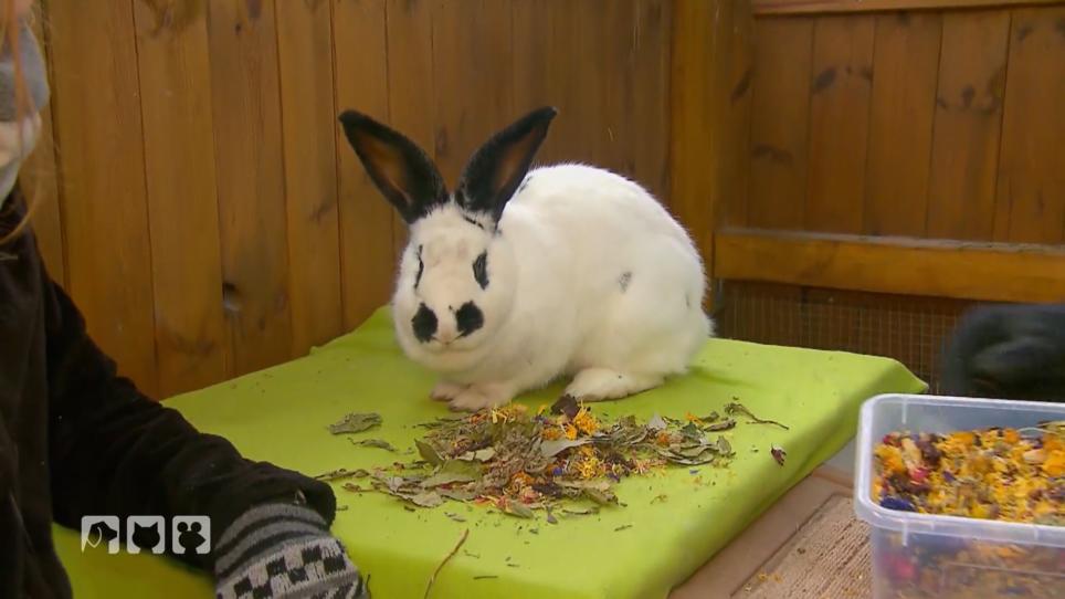 Wie man Kaninchen und Nager nachhaltig füttern kann Wie man Kaninchen und Nager nachhaltig füttern kann