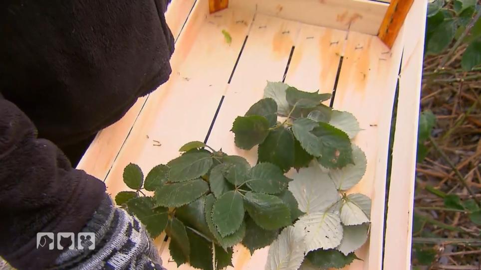 Mit selbst gepflücktem Grün gegen Plastikmüll Mit selbst gepflücktem Grün gegen Plastikmüll