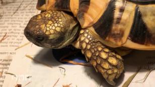 Im Schildkrötenhotel erwacht das Leben Im Schildkrötenhotel erwacht das Leben