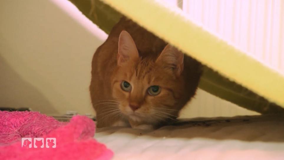 Zwei Katzen - nur Stress Zwei Katzen - nur Stress
