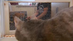 Mimi und Kitty sehen sich zum ersten Mal Mimi und Kitty sehen sich zum ersten Mal