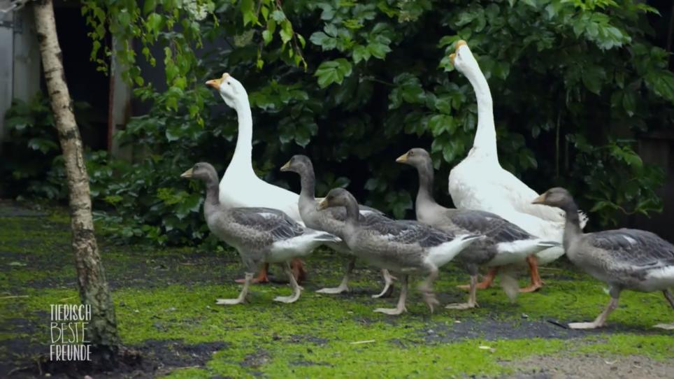Hier ziehen Höckergänse Graugänse groß Hier ziehen Höckergänse Graugänse groß