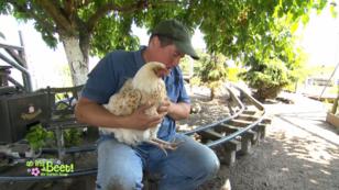 Marco muss einem Huhn die Haare halten! Marco muss einem Huhn die Haare halten!