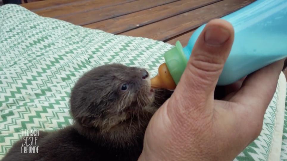 Rund um die Uhr im Einsatz für Otter, Marder und Co. Rund um die Uhr im Einsatz für Otter, Marder und Co.