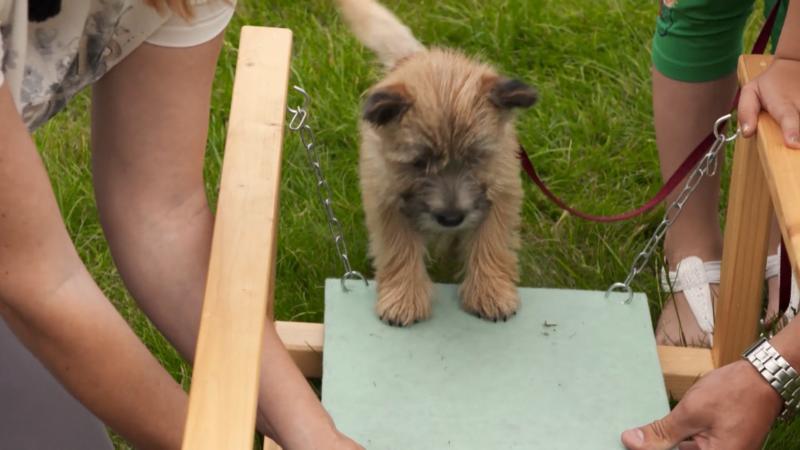 Erstetzt der Parcours den Auslauf?