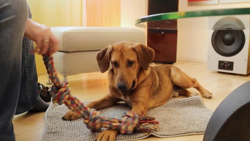 Caramellos Herrchen werden immer schlanker - läuft!