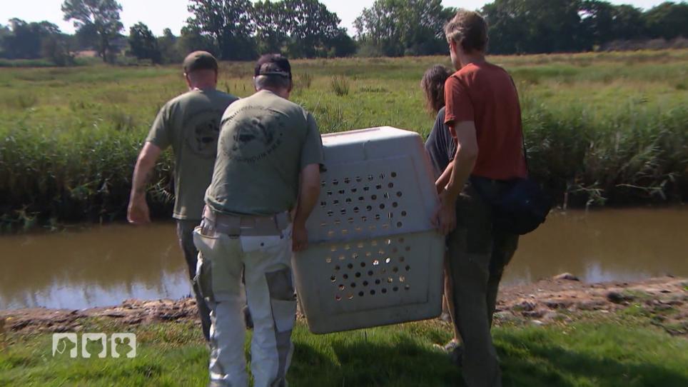 Die Fischotterwelpen erreichen die Ostsee Die Fischotterwelpen erreichen die Ostsee