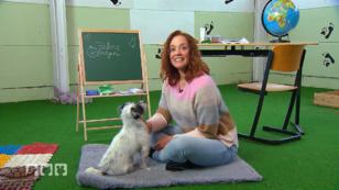 Zahnpflege bei Hunden kann eine Herausforderung sein Zahnpflege bei Hunden kann eine Herausforderung sein