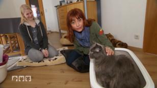 Worauf muss man bei der Katzentoilette achten? Worauf muss man bei der Katzentoilette achten?