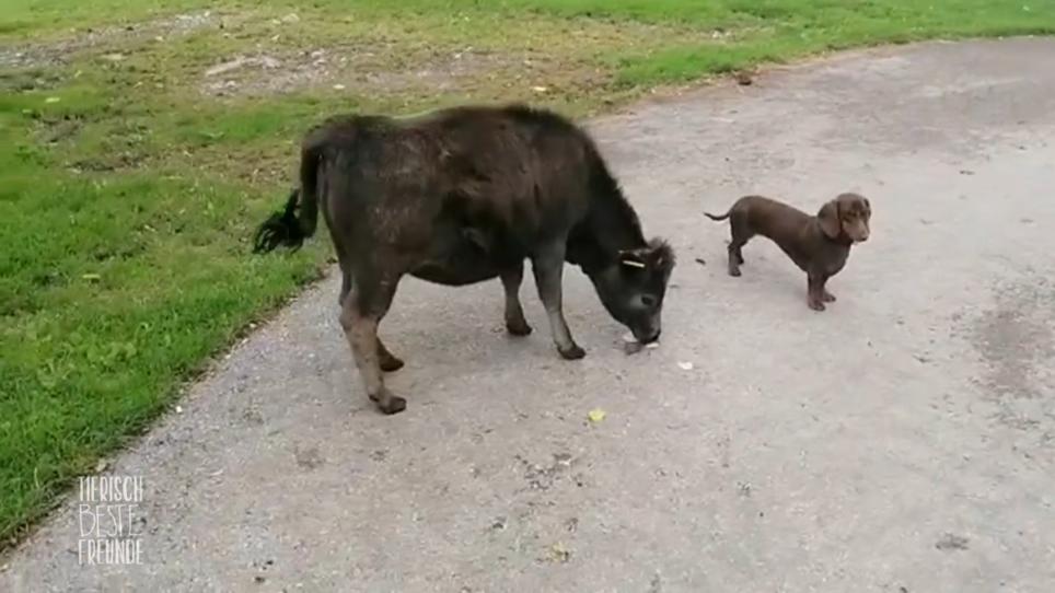 Dackeldame Frida und Kälbchen Malu sind beste Freunde Dackeldame Frida und Kälbchen Malu sind beste Freunde