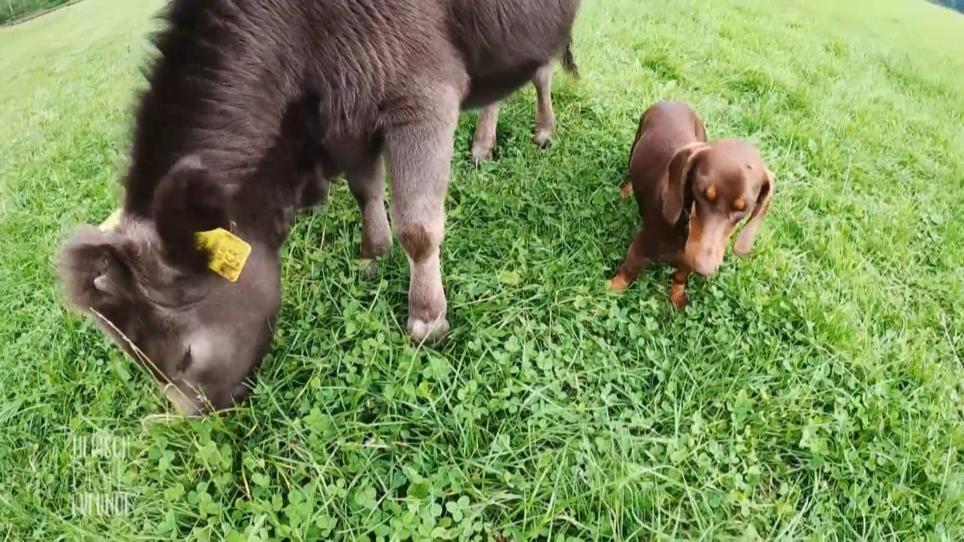 Kalb Malu und Dackeldame Frida haben viel Spaß zusammen Kalb Malu und Dackeldame Frida haben viel Spaß zusammen