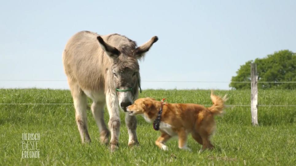 Esel Horst und Hund Sky haben sich gesucht und gefunden Esel Horst und Hund Sky haben sich gesucht und gefunden