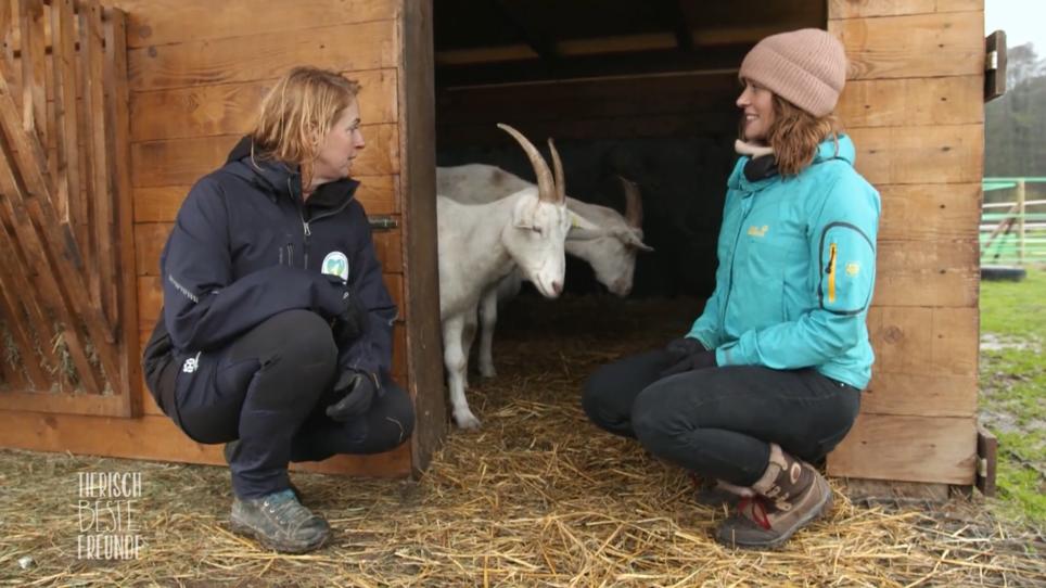 Eine kuriose Liebesgeschichte zwischen Gans und Ziege Eine kuriose Liebesgeschichte zwischen Gans und Ziege