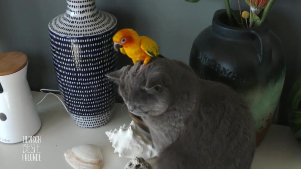 In New York sind Kater und Vogel befreundet In New York sind Kater und Vogel befreundet