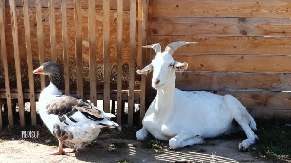 Ziege Hennes spannt Ganter Sven die Gans aus Ziege Hennes spannt Ganter Sven die Gans aus