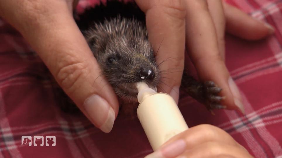 Ein Igel-Baby kommt in die Wildtierauffangstation Ein Igel-Baby kommt in die Wildtierauffangstation