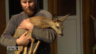 Rosis Rehe dürfen heute wieder in die freie Wildbahn! Rosis Rehe dürfen heute wieder in die freie Wildbahn!