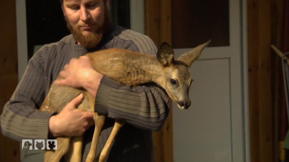 Rosis Rehe dürfen heute wieder in die freie Wildbahn! Rosis Rehe dürfen heute wieder in die freie Wildbahn!