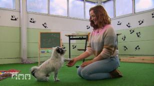 Wie bringt man dem Hund am besten neue Tricks bei? Wie bringt man dem Hund am besten neue Tricks bei?