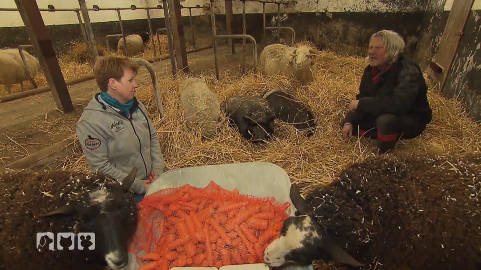 Die Schweine fühlen sich sauwohl im Saustall! Die Schweine fühlen sich sauwohl im Saustall!