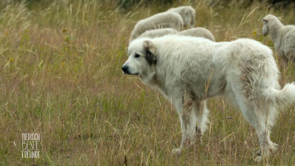 Herdenschutzhunde als Beschützer Herdenschutzhunde als Beschützer