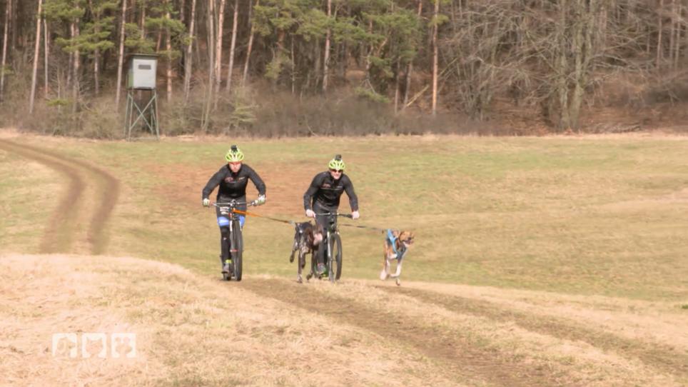 Der Dog-Scooter im Test Der Dog-Scooter im Test
