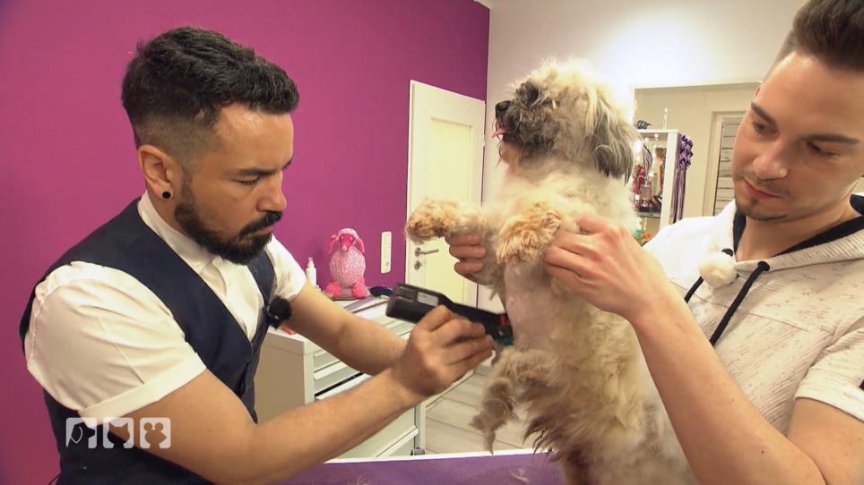 Rundum Versorgung im Hundesalon Rundum Versorgung im Hundesalon