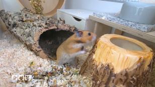 Diese Mythen gibt es über Hamster Diese Mythen gibt es über Hamster