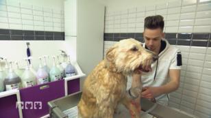 Schafpudel Zazou bekommt im Hundesalon das volle Programm Schafpudel Zazou bekommt im Hundesalon das volle Programm