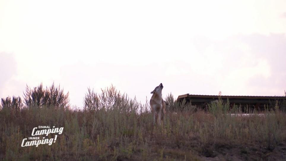 Brigitte und Nadine sind auf den Wolf gekommen Brigitte und Nadine sind auf den Wolf gekommen