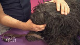 Ein verfilzter Pumi-Mischling bekommt ein Styling Ein verfilzter Pumi-Mischling bekommt ein Styling