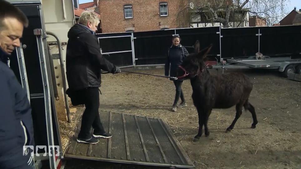 Die Hoftiere werden umgesiedelt Die Hoftiere werden umgesiedelt