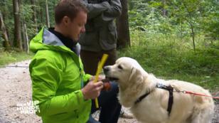 Johnny ist nach dem Training "ein anderer Hund" Johnny ist nach dem Training "ein anderer Hund"