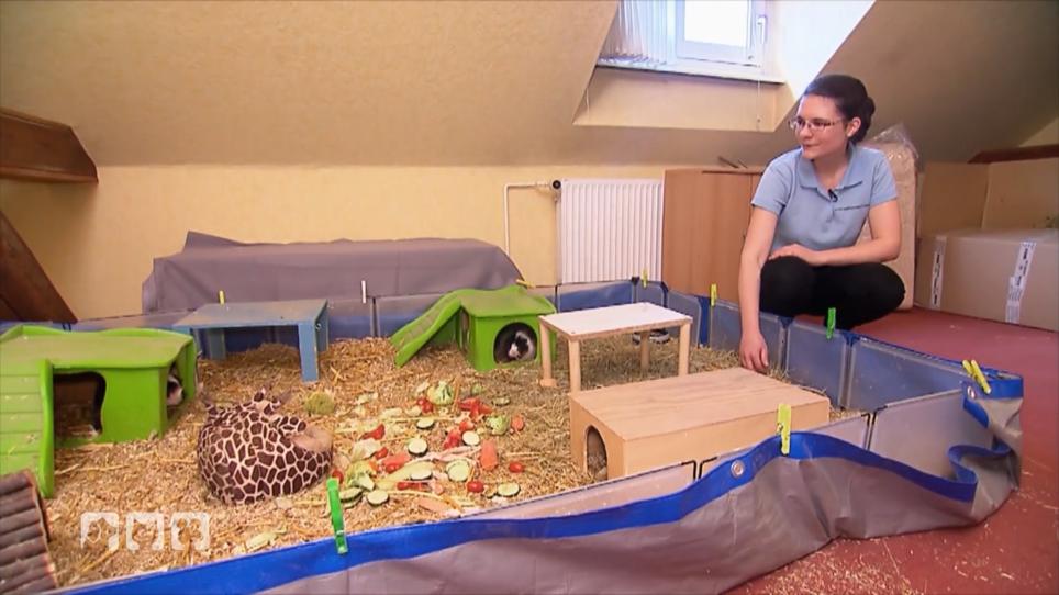 Wie erkennt man den Gesundheitszustand von Meerschweinchen? Wie erkennt man den Gesundheitszustand von Meerschweinchen?