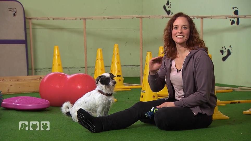 Hundetraining mit Kate Kitchenham und Knox Hundetraining mit Kate Kitchenham und Knox