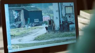 Judith ist illegaler Hundehaltung auf der Spur! Judith ist illegaler Hundehaltung auf der Spur!