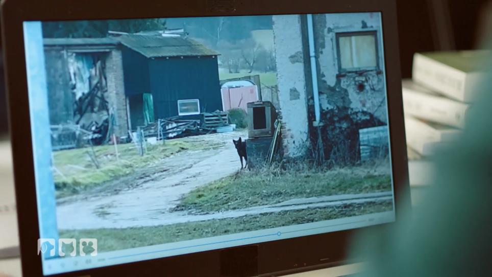Judith ist illegaler Hundehaltung auf der Spur! Judith ist illegaler Hundehaltung auf der Spur!