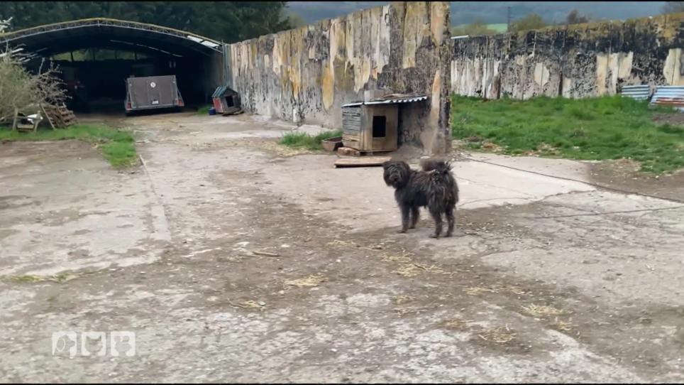 Konfrontation mit dem Hundebesitzer! Konfrontation mit dem Hundebesitzer!