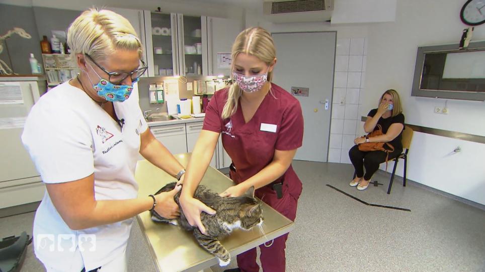 Samy ist zur Impfung bei der Tierärztin Samy ist zur Impfung bei der Tierärztin