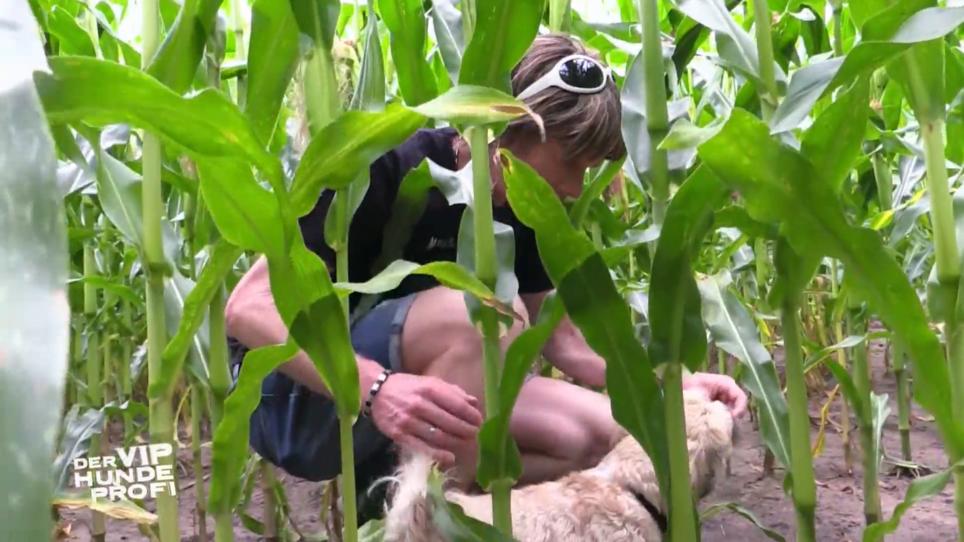 Mickie Krause soll fürTimmy interessanter werden Mickie Krause soll fürTimmy interessanter werden