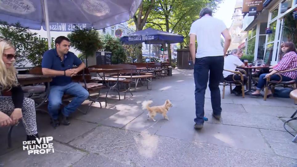 Fürs Training im Freien wird Simba zur Stolperfalle Fürs Training im Freien wird Simba zur Stolperfalle