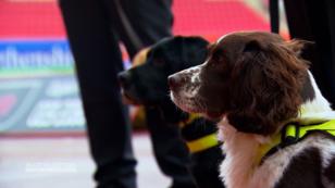 Paddy: Meister unter den Sprengstoffspürhunden Paddy: Meister unter den Sprengstoffspürhunden
